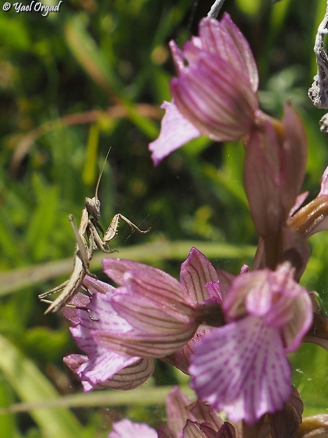 Ameles heldreichi mantis on Anacamptis papilionacea  Ameles heldreichi,Geotagged,Israel,Winter