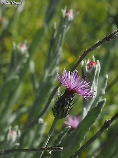 Carduus argentatus  Carduus argentatus,Geotagged,Israel,Silver thistle,Winter
