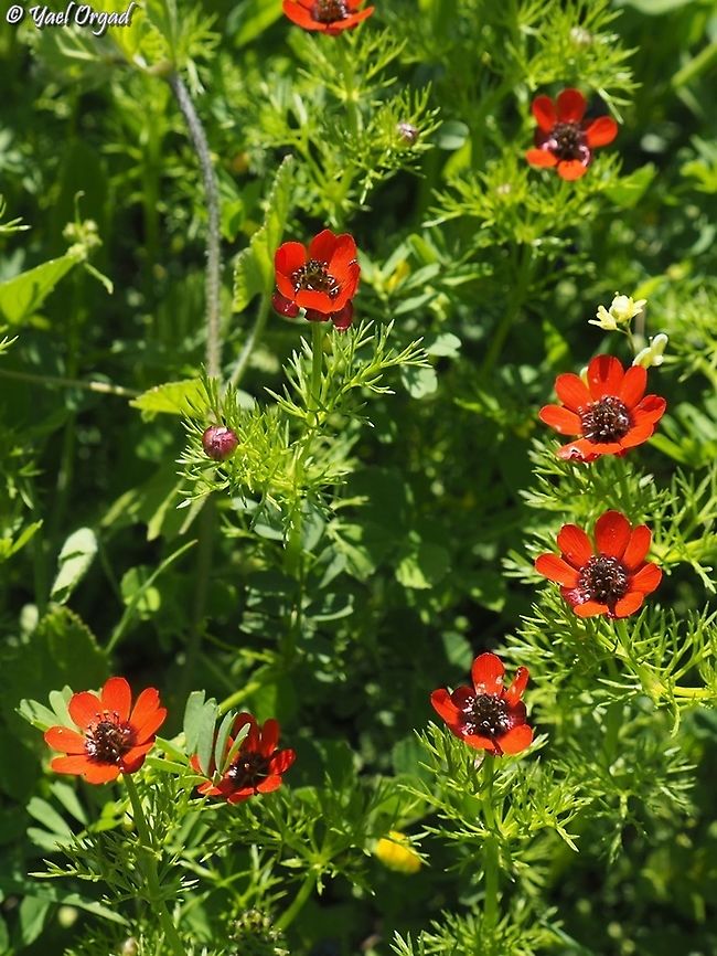 Adonis microcarpa  Adonis microcarpa,Geotagged,Israel,Small-fruit pheasant's-eye,Winter