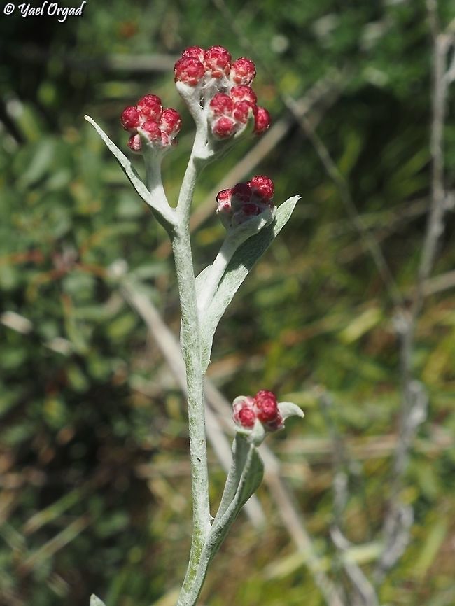Helichrysum sanguineum  Geotagged,Helichrysum sanguineum,Israel,Red Everlasting,Winter