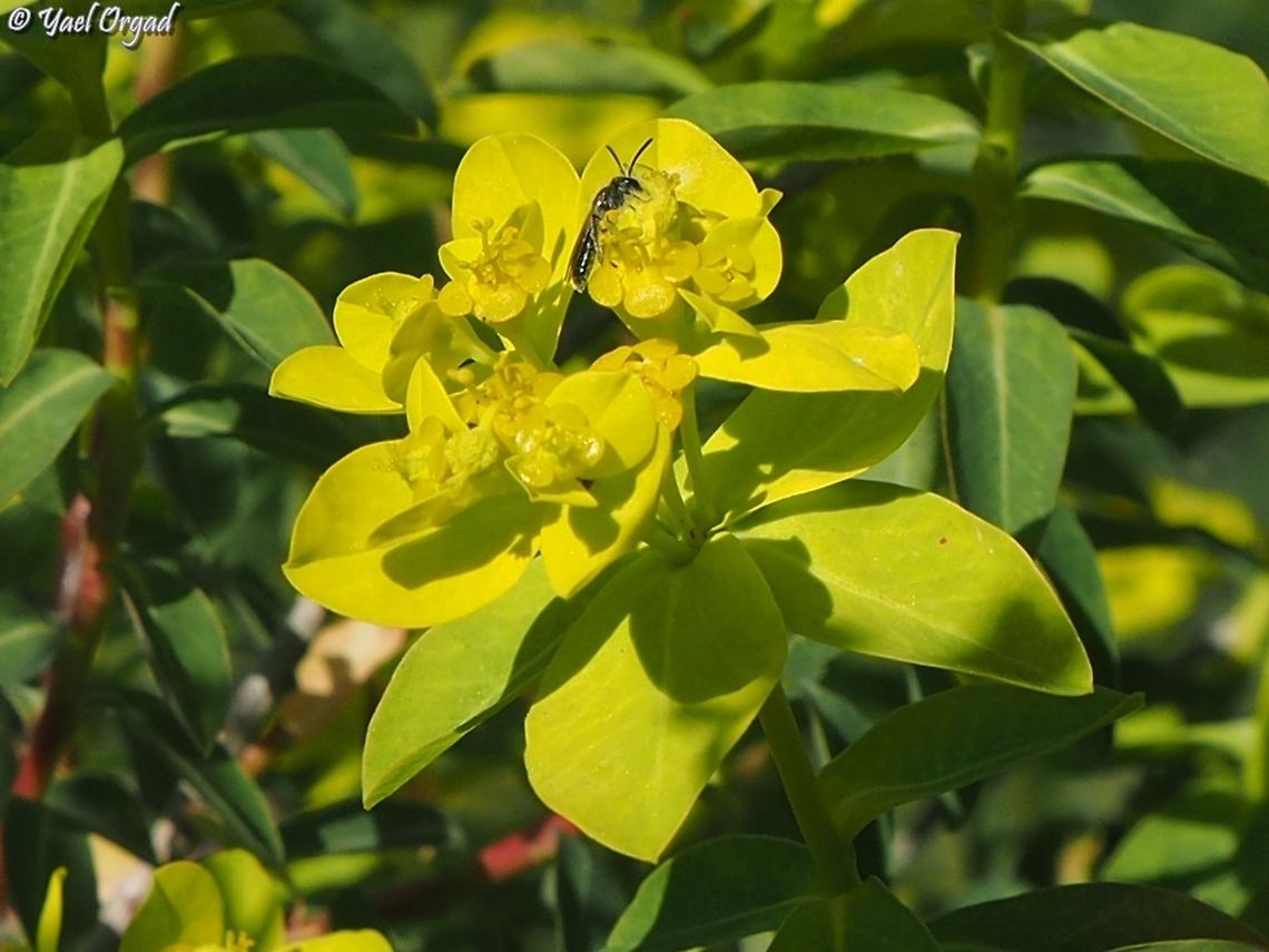 Euphorbia hierosolymitana with a bee of the Andrenidae family Euphorbia hierosolymitana,Geotagged,Israel,Winter