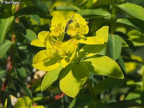 Euphorbia hierosolymitana with a bee of the Andrenidae family Euphorbia hierosolymitana,Geotagged,Israel,Winter