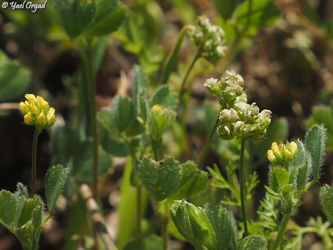 Medicago coronata  Geotagged,Israel,Medicago coronata,Winter