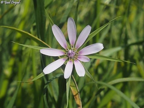 Geropogon hybridus  Geotagged,Geropogon,Geropogon hybridus,Israel,Winter
