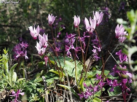 Orchis anatolica and Cyclamen persicum  Geotagged,Israel,Orchis anatolica,Orchis_anatolica,Winter