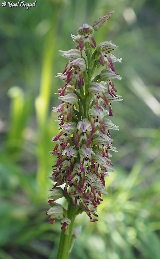 Orchis galilaea  Geotagged,Israel,Orchis galilaea,Winter