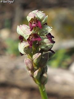 Orchis galilaea  Geotagged,Israel,Orchis galilaea,Winter