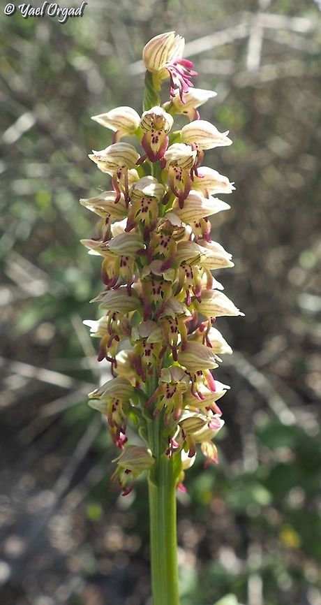 Orchis galilaea  Geotagged,Israel,Orchis galilaea,Winter