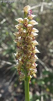 Orchis galilaea  Geotagged,Israel,Orchis galilaea,Winter
