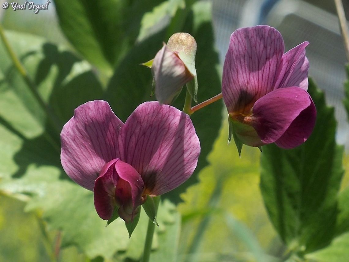 Pisum sativum  Geotagged,Israel,Pea,Pisum sativum,Winter