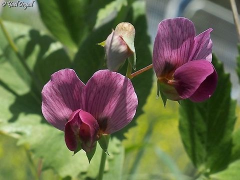 Pisum sativum  Geotagged,Israel,Pea,Pisum sativum,Winter