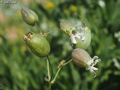 Silene vulgaris  Bladder Campion,Geotagged,Israel,Silene vulgaris,Winter