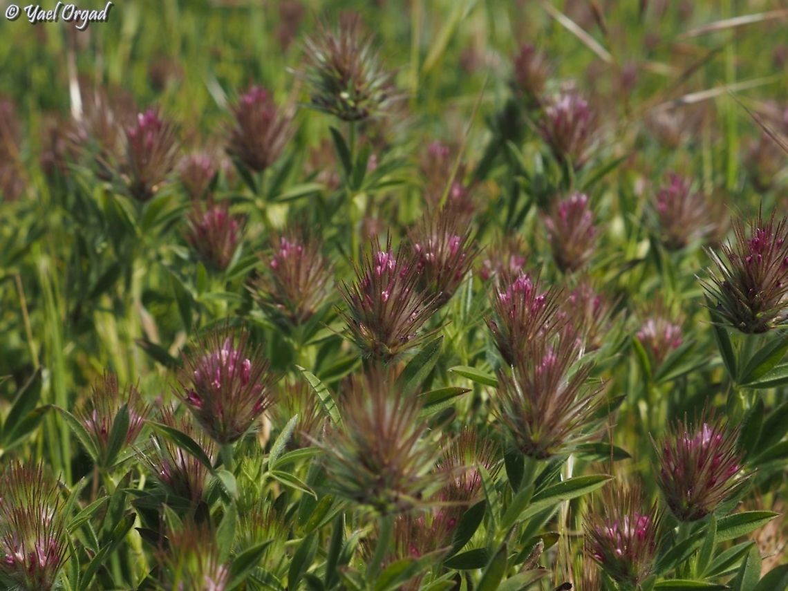 Trifolium dasyurum  Eastern Star Clover,Geotagged,Israel,Trifolium dasyurum,Winter