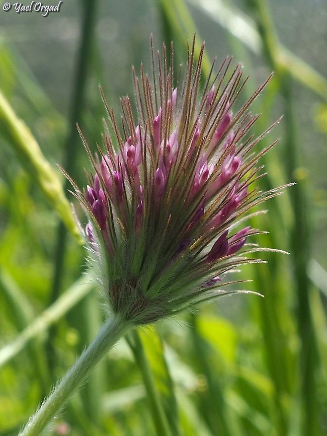 Trifolium dasyurum  Eastern Star Clover,Geotagged,Israel,Trifolium dasyurum,Winter
