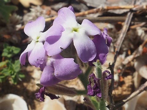 Matthiola tricuspidata  Geotagged,Israel,Matthiola tricuspidata,Three-horned stock,Winter