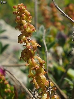 Rumex bucephalophorus the hebrew common name is "horse's head rumex" - the fruit seem to resemble horse's head to someone in Israel. 
the Latin name is "Ox's head rumex" - apparently, Linneus thought it was more like an Ox than a horse... 
 Geotagged,Israel,Red Dock,Rumex bucephalophorus,Winter
