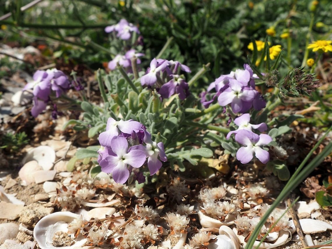 Matthiola tricuspidata  Geotagged,Israel,Matthiola tricuspidata,Three-horned stock,Winter