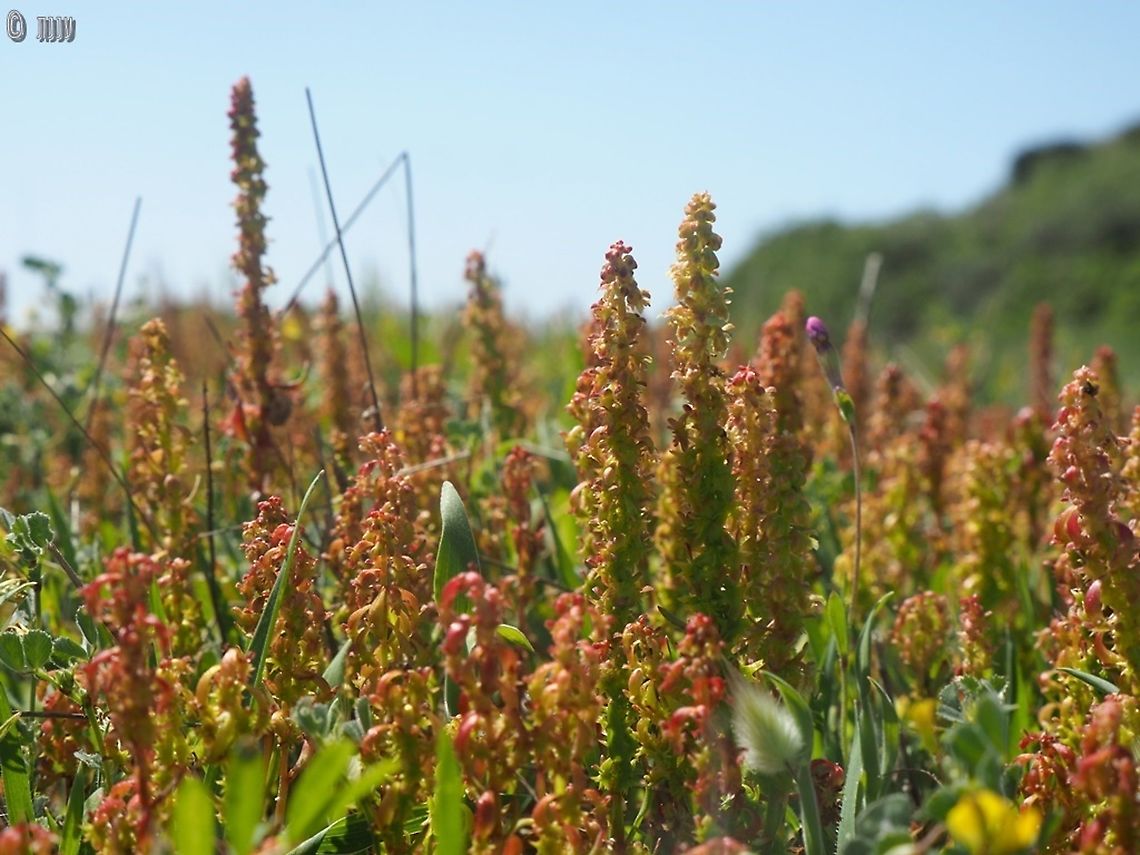 Rumex bucephalophorus  Geotagged,Israel,Red Dock,Rumex bucephalophorus,Winter