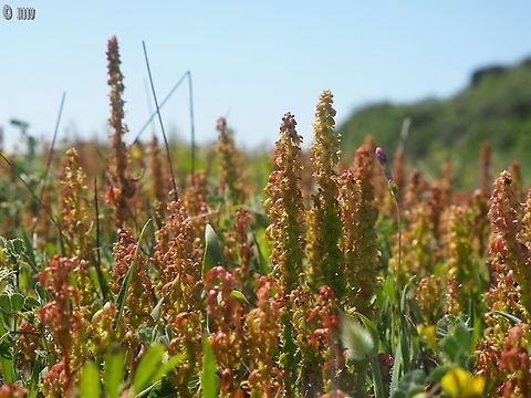Rumex bucephalophorus  Geotagged,Israel,Red Dock,Rumex bucephalophorus,Winter