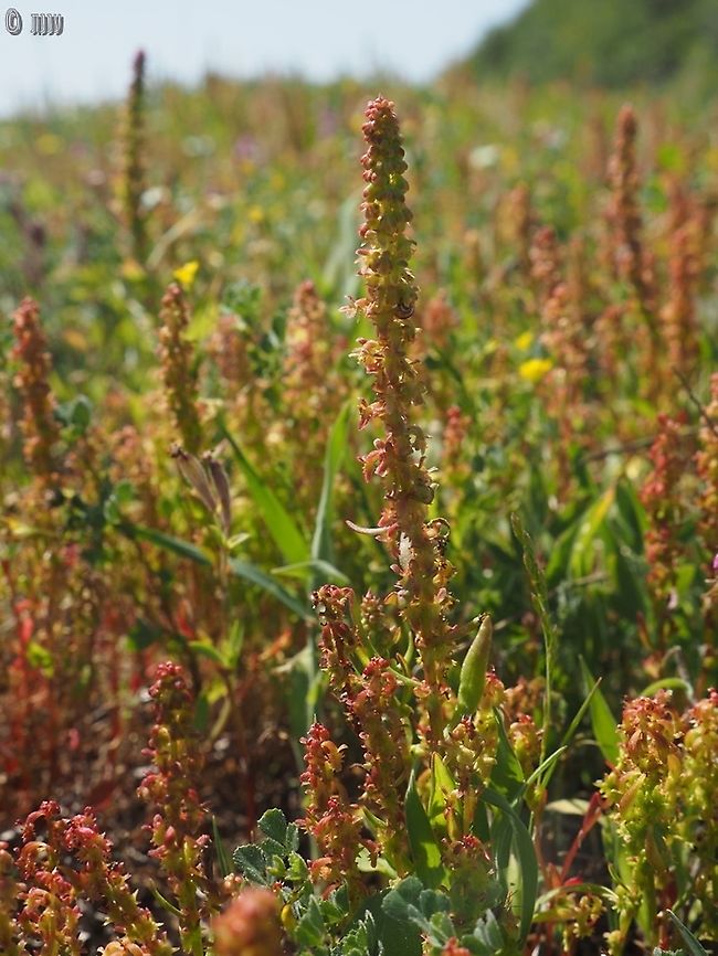 Rumex bucephalophorus  Geotagged,Israel,Red Dock,Rumex bucephalophorus,Winter