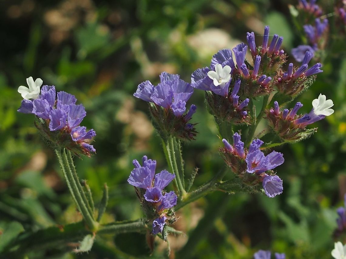 Limonium sinuatum with its white flowers and blue calyxes Geotagged,Israel,Limonium sinuatum,Winter