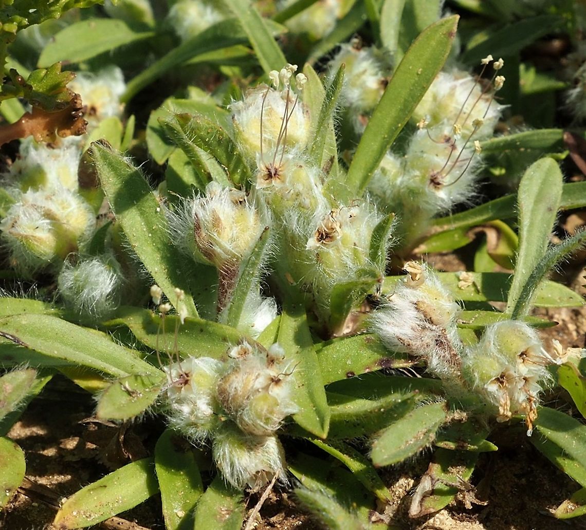 Plantago cretica  Geotagged,Israel,Plantago cretica,Winter