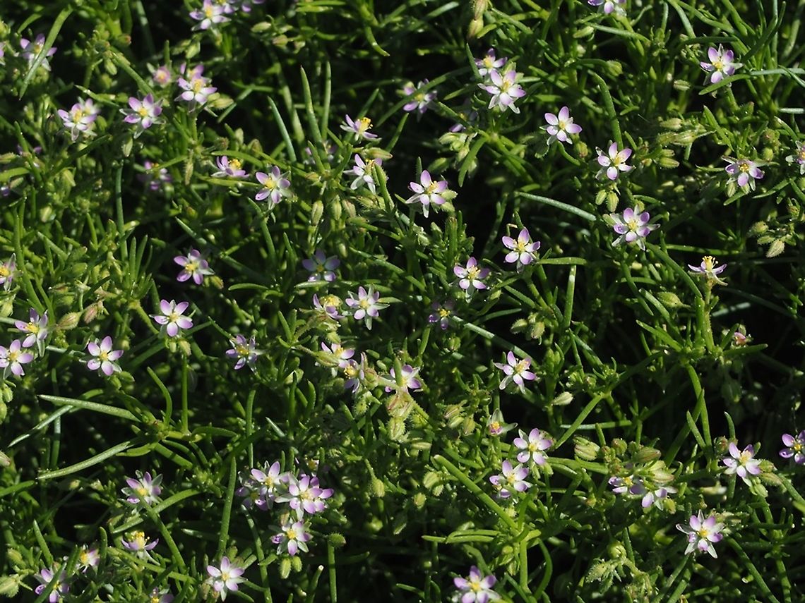 Spergularia rubra  Geotagged,Israel,Red sand spurrey,Spergularia marina,Spergularia rubra,Spergularia salina,Winter