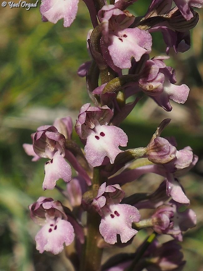 Anacamptis israelitica  Anacamptis israelitica,Geotagged,Winter