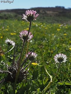 Bellis perennis  Bellis perennis,Common daisy,Geotagged,Winter