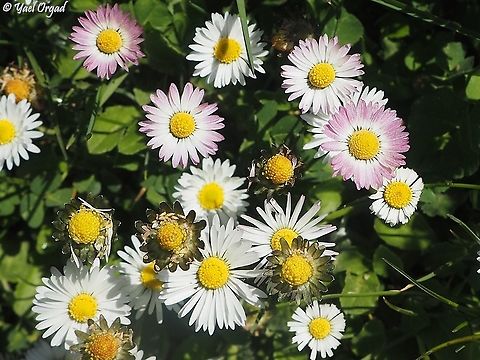 Bellis perennis not common here, but when you find them - you can find some nice clusters :-)  Bellis perennis,Common daisy,Israel