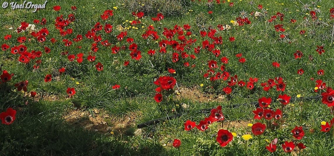 red field  Anemone coronaria,Geotagged,Poppy anemone,Winter