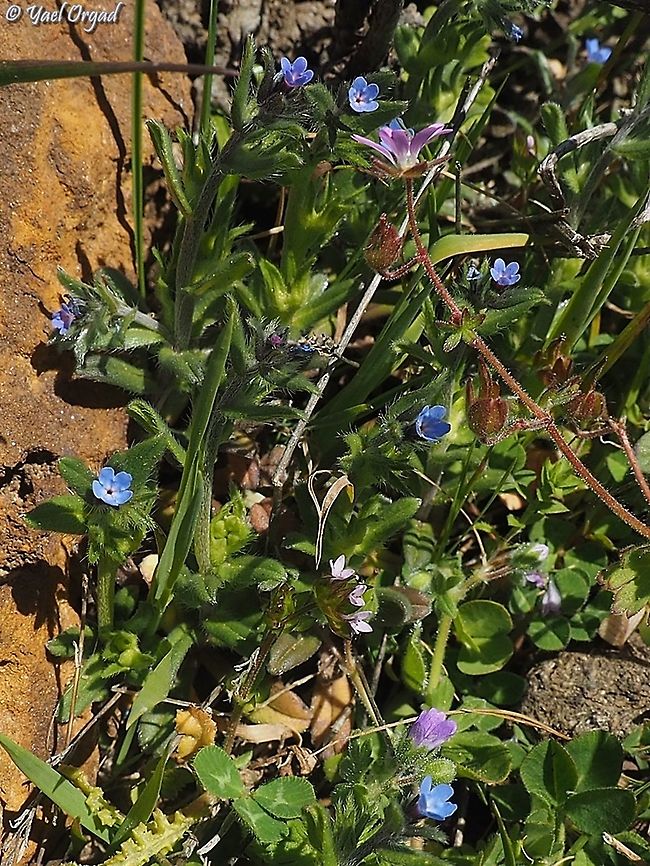 Buglossoides incrassata  Buglossoides incrassata
