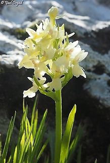 Dactylorhiza romana  Dactylorhiza romana,Geotagged,Roman Dactylorhiza,Winter