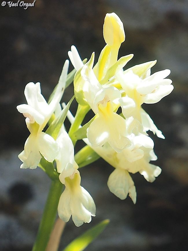 Dactylorhiza romana  Dactylorhiza romana,Geotagged,Roman Dactylorhiza,Winter