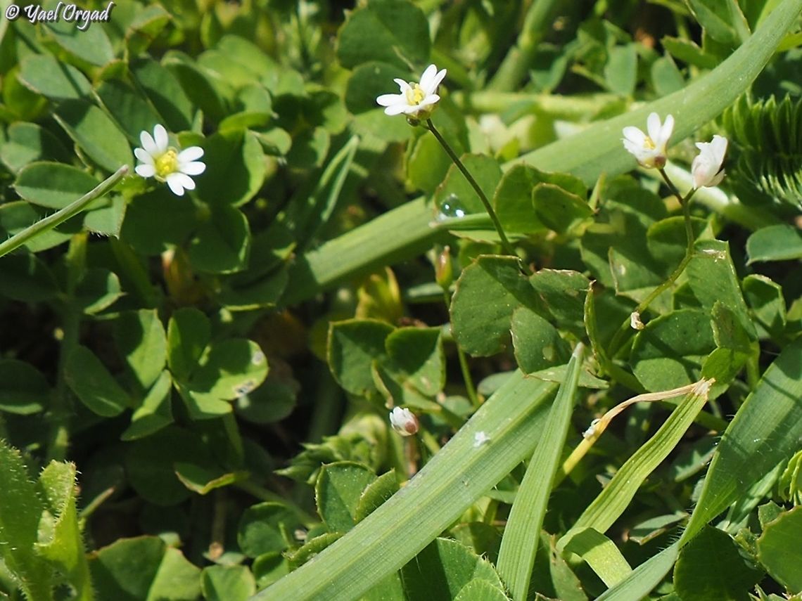 Draba verna (Erophila praecox)  Draba verna,Israel,Spring draba