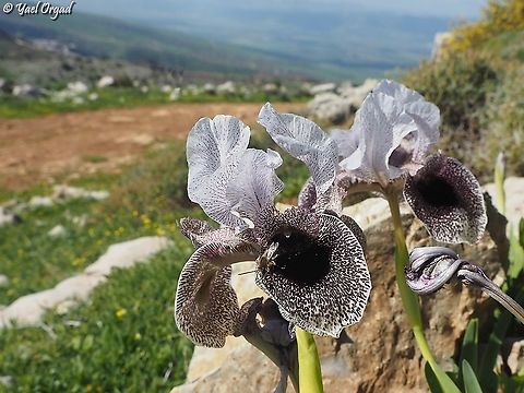 Eucera and Iris bismarckiana Eucera bees are the main pollinators of the Royal Irises: the Iris does not give nectar, but it provides a sleeping quarters for the male bees. 
this picture was taken on a cool morning, the bee is just coming out of the pollination tunnel, to start its day. Eucera,Geotagged,Iris bismarckiana,Israel,Royal Iris,Winter