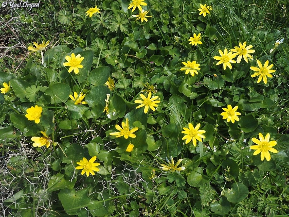 Ficaria verna  Ficaria verna,Geotagged,Lesser celandine,Winter