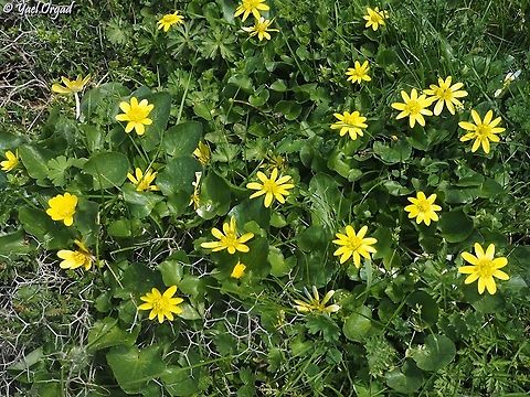 Ficaria verna  Ficaria verna,Geotagged,Lesser celandine,Winter