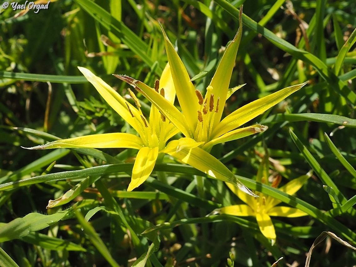 Gagea commutata  Gagea commutata