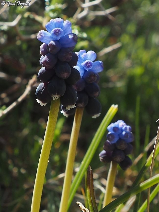 Muscari neglectum  Geotagged,Muscari neglectum,Starch grape hyacinth,Winter