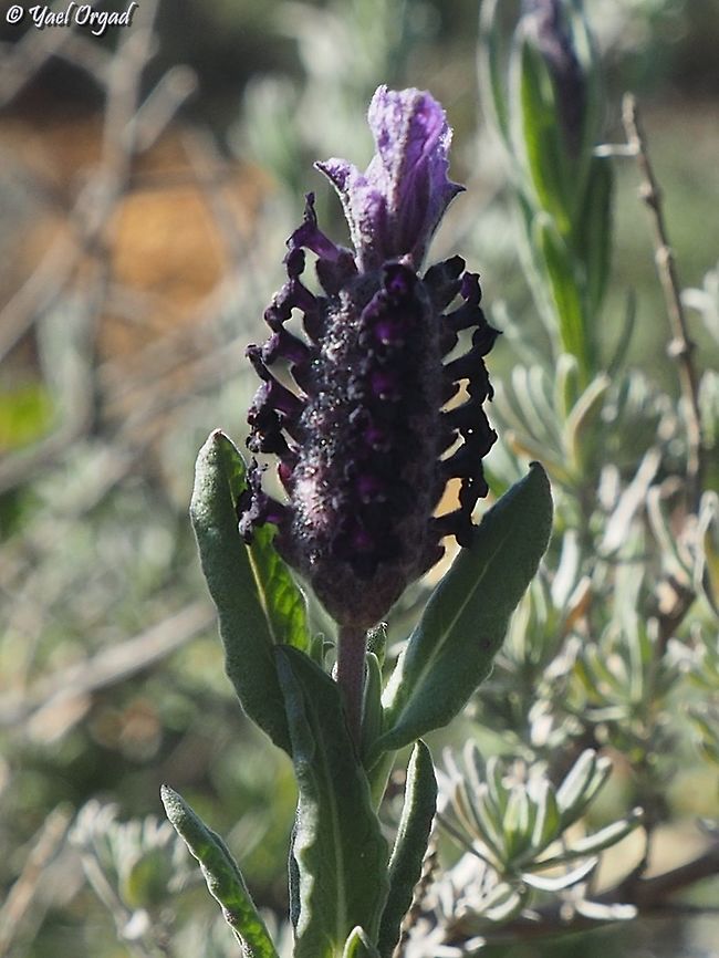 Lavandula stoechas  Geotagged,Lavandula stoechas,Lavandula_stoechas,Winter