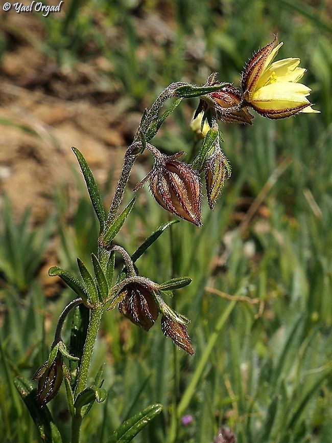 Helianthemum aegyptiacum  Egyptian Rock-Rose,Helianthemum aegyptiacum,Israel