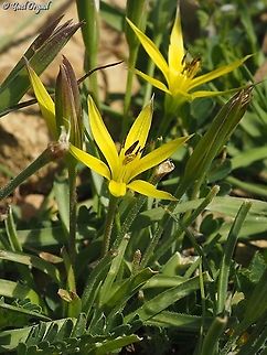 Gagea commutata  Gagea commutata,Geotagged,Winter