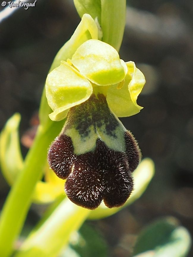 Ophrys israelitica  Geotagged,Ophrys israelitica,Winter
