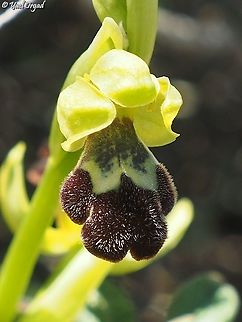 Ophrys israelitica  Geotagged,Ophrys israelitica,Winter
