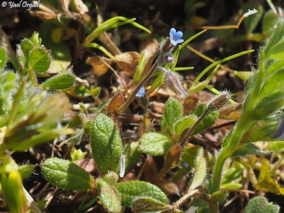 Myosotis ramosissima  Myosotis ramosissima