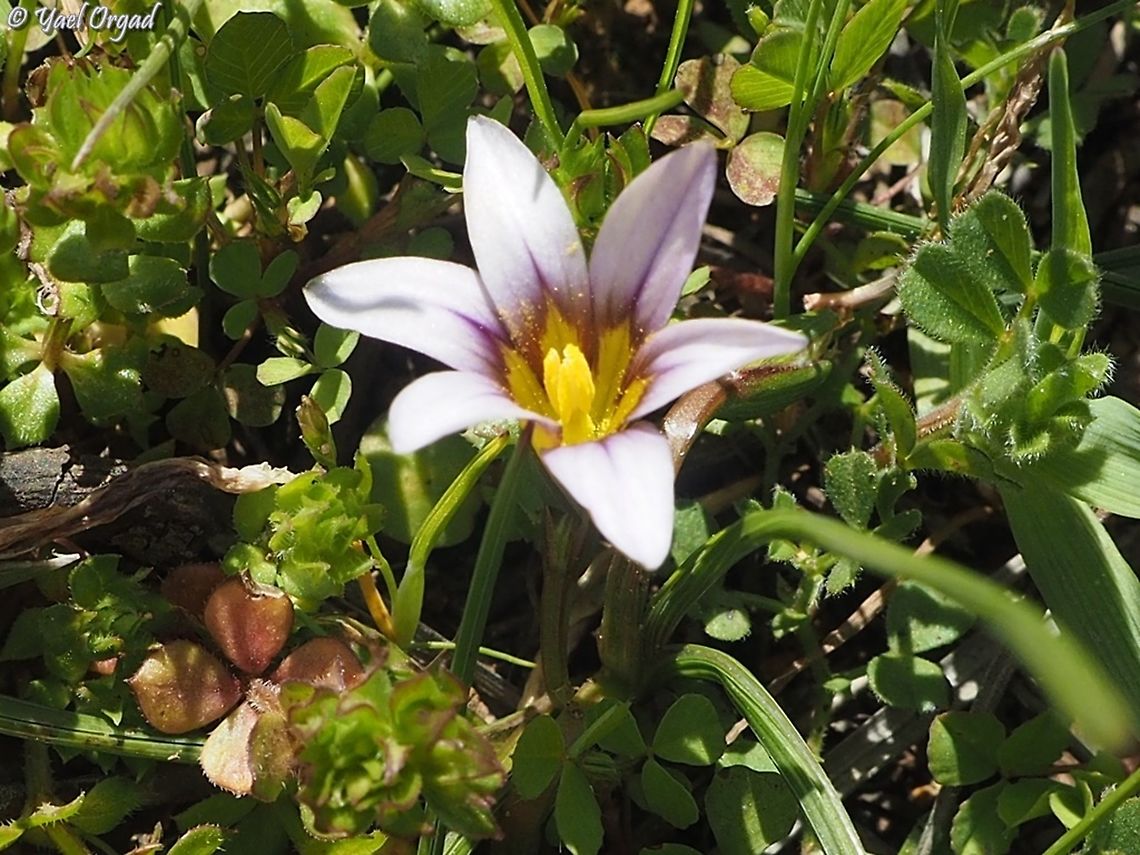 Romulea ramiflora  Branched Sand-Crocus,Israel,Romulea ramiflora