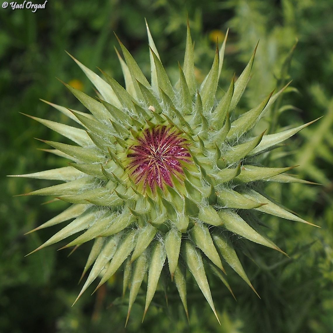 Onopordum blancheanum  Onopordum blancheanum