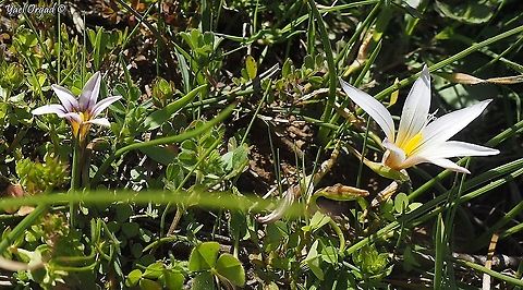 left: Romulea ramiflora. right: Romulea bulbocodium  Branched Sand-Crocus,Geotagged,Israel,Romulea bulbocodium,Romulea ramiflora,Winter