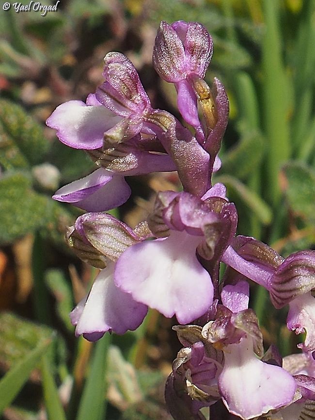 Orchis syriaca  Israel,Orchis syriaca